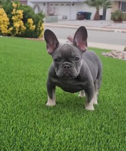 French bulldog