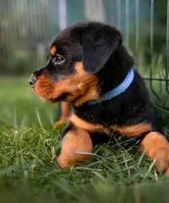 Rottweiler